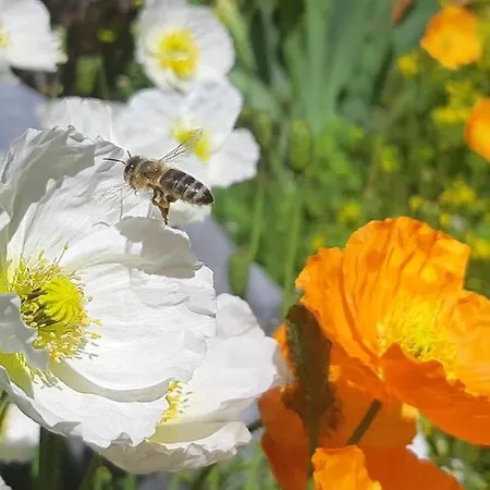 Großglocknerappartement Kals-am Großglockner