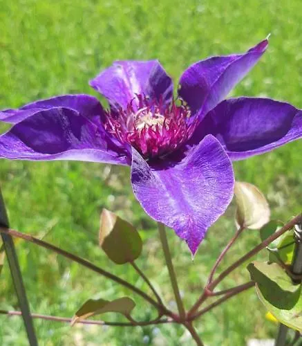 Grossglocknerappartement Appartement *