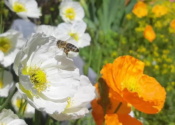 Grossglocknerappartement Kals-am Großglockner